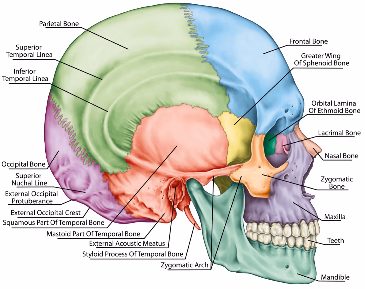 Comprehensive Facial Anatomy for Non-Surgical Aesthetics
